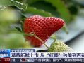 草莓国产视频,探寻本土草莓种植的魅力与风采