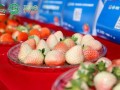 草莓国产在线,品味本土鲜甜，共筑绿色食尚