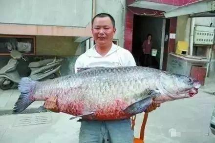 青鱼视频国产在线,国产在线影视盛宴，尽享视听盛宴-第1张图片-今日吃瓜4