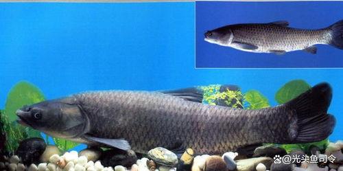 青鱼视频国产在线,国产在线影视盛宴，尽享视听盛宴-第3张图片-今日吃瓜4