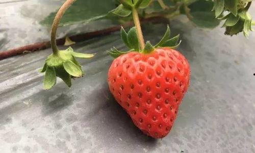 草莓国产在线,品味本土鲜甜，共筑绿色食尚-第3张图片-今日吃瓜4